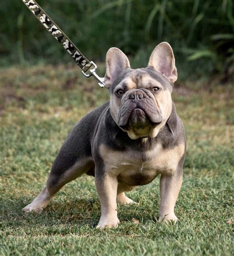 french bulldog rolex stud|french bulldog breeding.